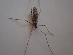Amphineurus