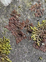 Frullania nisquallensis