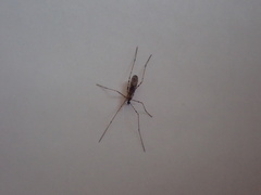 Amphineurus