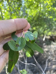 Cocculus diversifolius