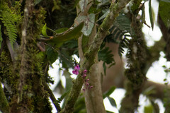 Comparettia falcata