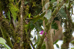 Comparettia falcata