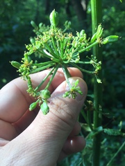 Prionosciadium thapsoides