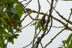 Cranioleuca erythrops