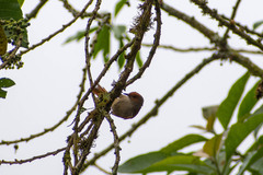 Cranioleuca erythrops