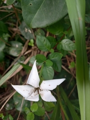 Rosenbergiodendron densiflorum