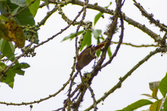 Cranioleuca erythrops