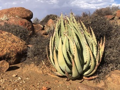 Aloe claviflora