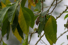 Cranioleuca erythrops