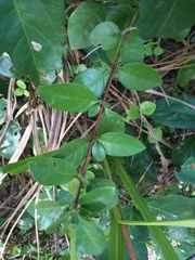 Rosenbergiodendron densiflorum