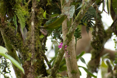 Comparettia falcata