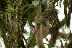 Comparettia falcata