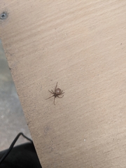 Steatoda grossa