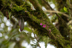 Comparettia falcata
