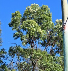 Corymbia