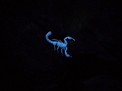 Pseudouroctonus reddelli