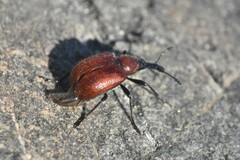 Merhynchites bicolor