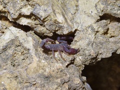 Pseudouroctonus reddelli