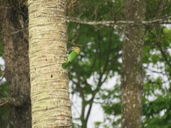 Psilopogon faiostrictus