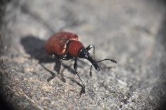 Merhynchites bicolor