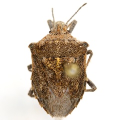 Prionosoma podopioides