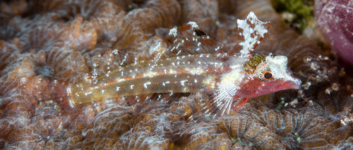 Miraculous triplefin (Enneapterygius mirabilis) — Tripterygiidae — 3