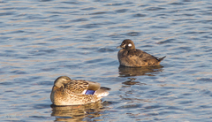 Histrionicus histrionicus