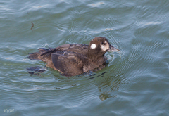 Histrionicus histrionicus