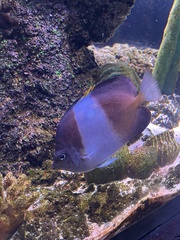 Hemitaurichthys zoster