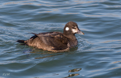 Histrionicus histrionicus