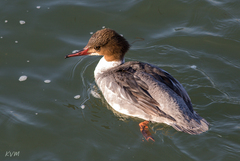 Mergus merganser