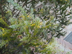 Acacia