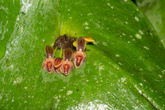 Pleurothallis fossulata