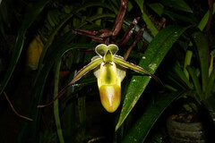 Phragmipedium