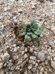 Chylismia