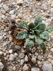Chylismia