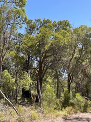 Allocasuarina fraseriana