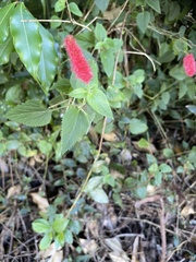 Acalypha pendula