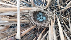 Acrocephalus arundinaceus