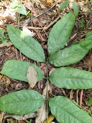 Aphanamixis polystachya