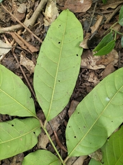 Aphanamixis polystachya