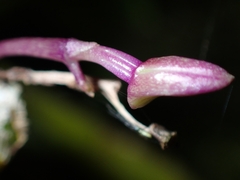 Dendrobium platygastrium