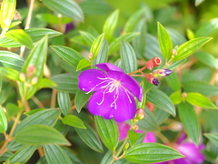 Pleroma semidecandrum