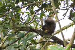 Sciurus granatensis