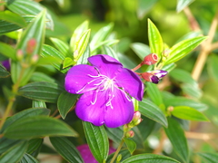 Pleroma semidecandrum