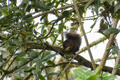 Sciurus granatensis