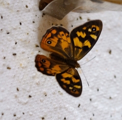 Heteronympha penelope