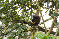 Sciurus granatensis