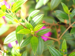 Pleroma semidecandrum