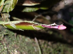 Dendrobium platygastrium